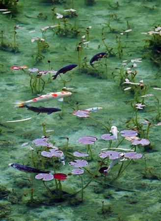 紅葉したスイレンの葉の間を泳ぐニシキゴイ。“モネの池”は大雨で濁っても２日ほどで美しい姿を取り戻すという＝岐阜県関市