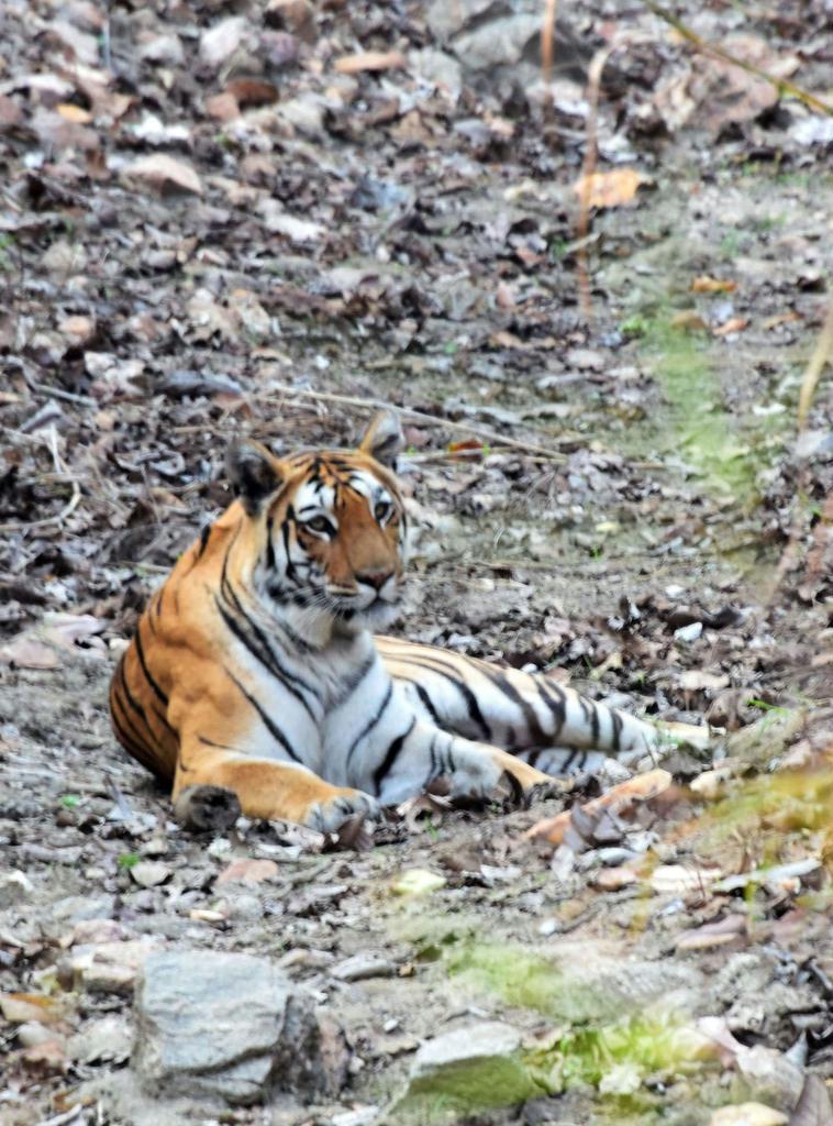 インド中部のペンチ国立公園に生息する野生のベンガルトラ＝３月（共同）