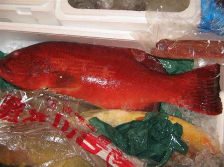 バラハタを売った業者が本来売るはずだった「無毒の」スジアラ（東京都市場衛生検査所提供）