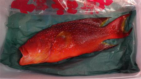 スジアラとして出荷されたバラハタ。シガテラ毒を持ち、温度感覚の異常や下痢、嘔吐などの食中毒症状を起こすことがある（東京都市場衛生検査所提供）