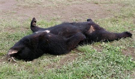 秋田県鹿角市で射殺されたツキノワグマ＝１０日午後（秋田県警提供）