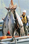 水揚げされたクロマグロ。巻き網漁の漁獲量が増加傾向にある＝２０１５年５月、鳥取県境港市