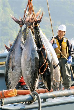 水揚げされたクロマグロ。巻き網漁の漁獲量が増加傾向にある＝２０１５年５月、鳥取県境港市
