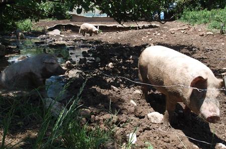 豚舎を出て水遊びを楽しむ豚たち