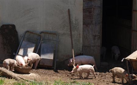 豚舎の外でえさを食べる離乳期の子豚