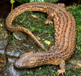 絶滅が懸念されているボルネオミミナシオオトカゲ（トラフィック提供、（ｃ）ＩＮＤＲＡＮＥＩＬＤＡＳ）