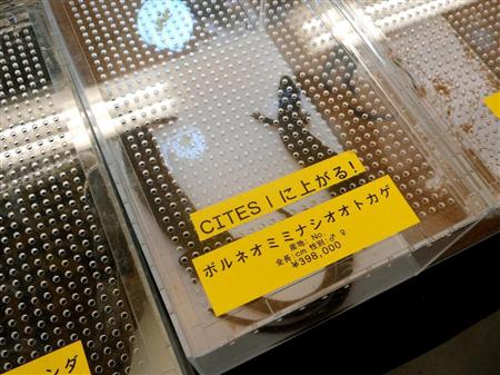 都内で売られていたボルネオミミナシオオトカゲ。ワシントン条約で取引が禁止されることをアピールしている＝２０１５年１２月（ＰＥＡＣＥ提供）