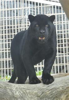 ２６日に死亡したジャガーの「ローラ」（神戸市立王子動物園提供）