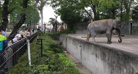人気者だったはな子＝２０１５年４月、東京都武蔵野市の井の頭自然文化園（大西正純撮影）