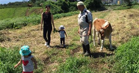 牧場では子牛との散歩も楽しめる