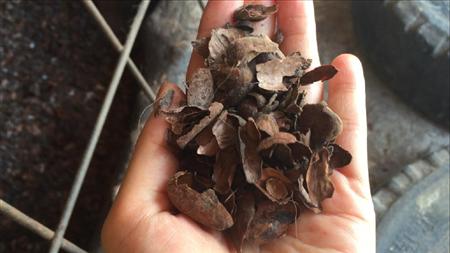 牛舎にひくカカオ殻