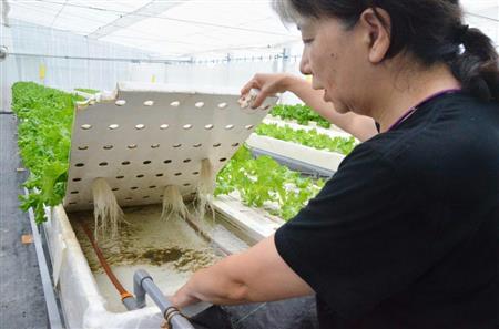 水耕栽培のリーフレタス。水は地熱や沢の水を活用し適温に保たれる＝７月２７日、福島県天栄村