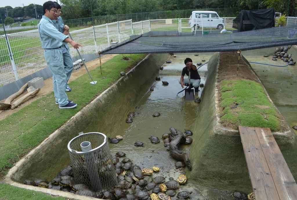 カメの保管プールを清掃する職員＝兵庫県明石市大久保町