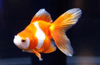 初代１位となったリュウキン