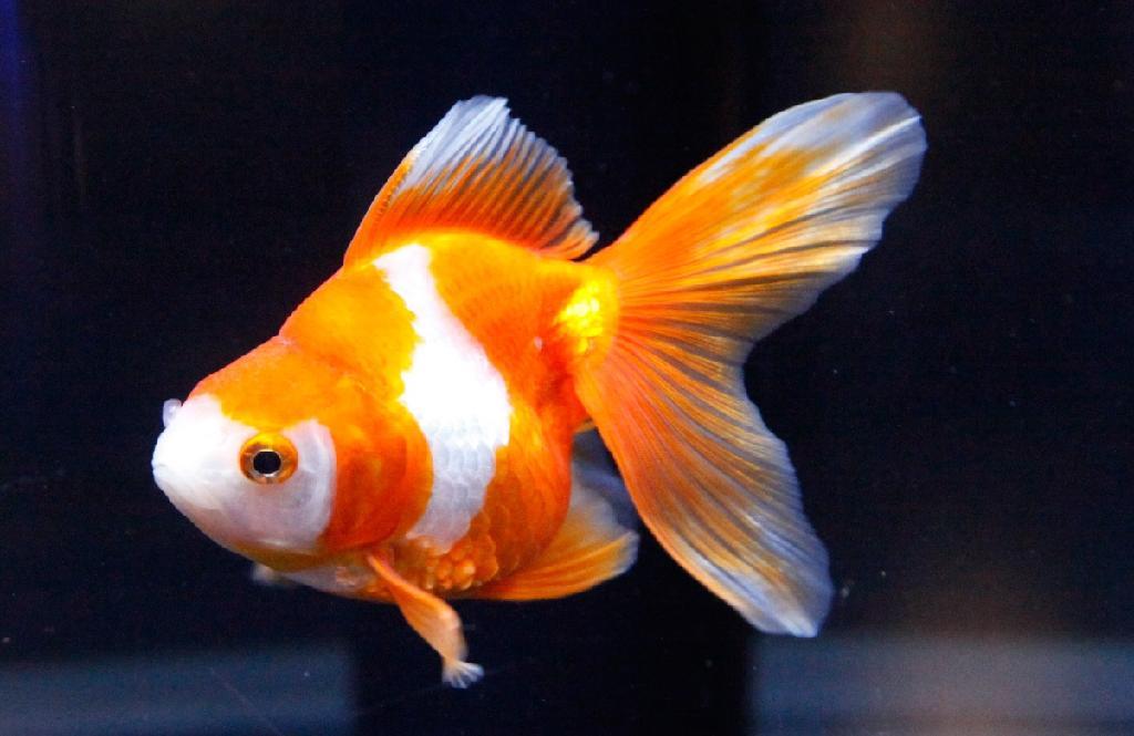 初代１位となったリュウキン