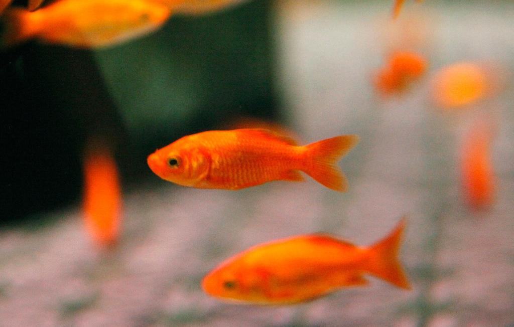 ３位に入ったワキン