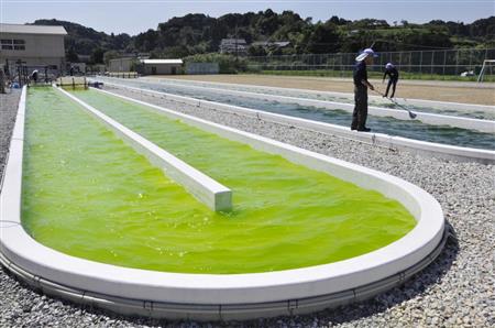 デンソーが稼働させた実証プラントの「シュードコリシスチス」の培養槽＝熊本県天草市