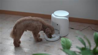 「ｈａｃｈｉｔａｍａ（ハチタマ）」の給餌システムで食事をする犬。留守の時にも適切な量を与えることができる