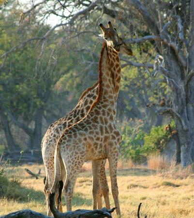 絶滅危惧種とされたキリン（国際自然保護連合提供）