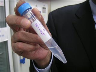 開発中のヘリカーゼを取り除く核酸試薬「ＲＥＣＱＬ１ーｓｉＲＮＡ」