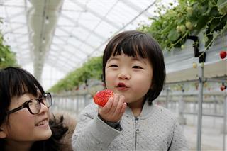 ＩＣＨＩＧＯＷＯＲＬＤでいちご狩りを楽しむ観光客