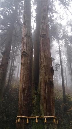 茨城県内で唯一「森の巨人たち百選」にも選定された三本杉