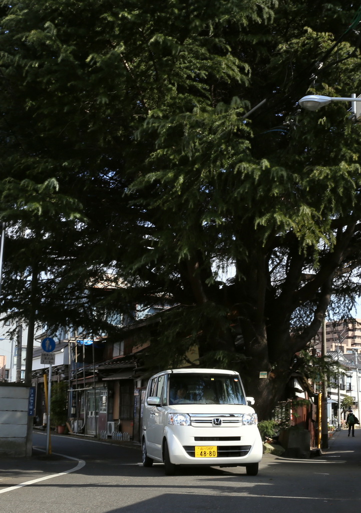 ヒマラヤ杉の前を走るホンダ「Ｎ－ＢＯＸ」