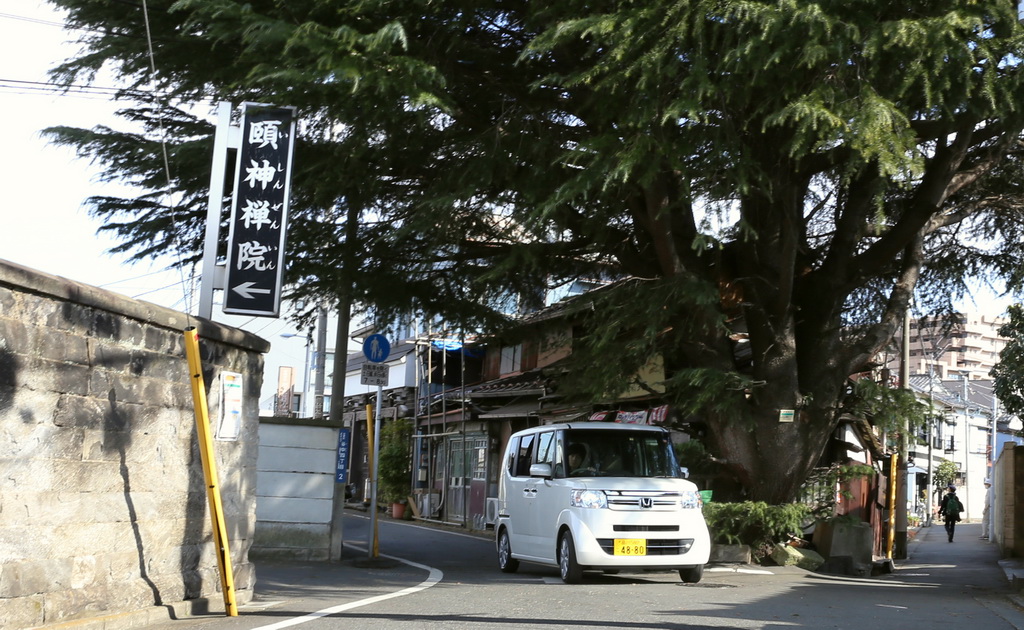 みかどパンの隣にそびえたつ、谷根千エリアの有名スポット、ヒマラヤ杉とホンダ「Ｎ－ＢＯＸ」