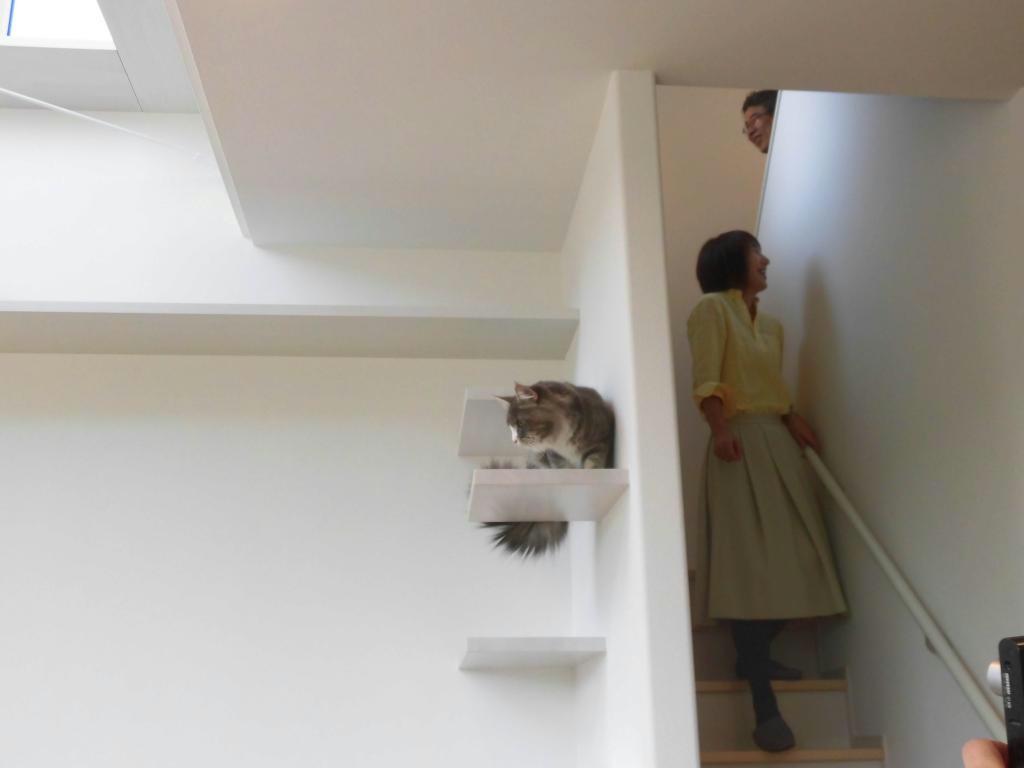 室内にキャットステップを設置した大和ハウスの戸建住宅＝千葉県流山市