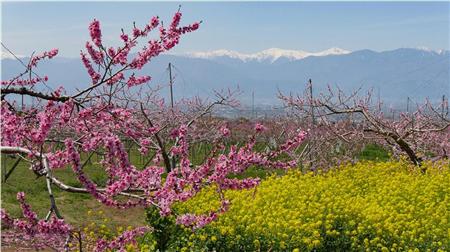 桃の花が咲き誇る笛吹市（ふえふき旬感ネット提供）