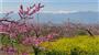 桃の花が咲き誇る笛吹市（ふえふき旬感ネット提供）