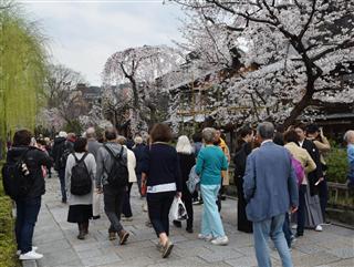 花見客で混雑する「祇園白川」。外国人を中心とする観光客の急増に伴う安全面やマナー違反への懸念から、夜桜観賞の恒例行事「祇園白川さくらライトアップ」が今春、中止になった＝京都市東山区