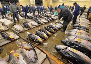 東京・築地の中央卸売市場での競り。青森県大間産クロマグロが４５１万円で競り落とされた＝２０１５年１月５日午前、東京都中央区（三尾郁恵撮影）