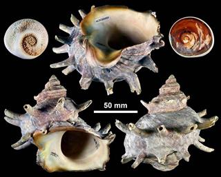 日本産の「サザエ」（福田宏・岡山大准教授提供）
