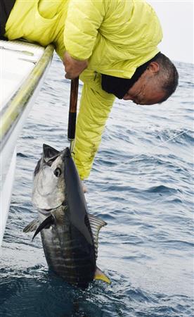 クロマグロ保護策相次ぐ違反で骨抜きに 国際圧力高まる懸念も 1 3ページ Sankeibiz サンケイビズ