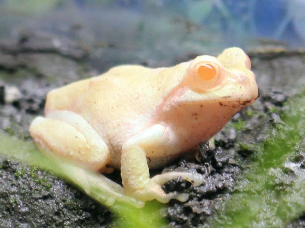 「相模川ふれあい科学館アクアリウムさがみはら」で展示中の白いアマガエル＝７日、相模原市