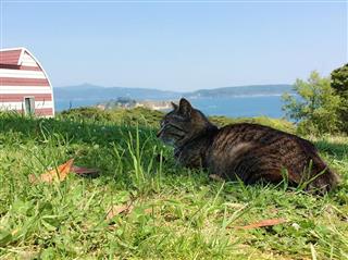 コバルトブルーの海の見える高台でお昼寝中の猫