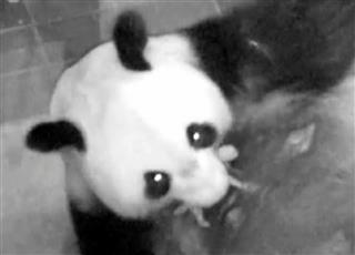 子の世話をする母親「シンシン」＝東京動物園協会提供