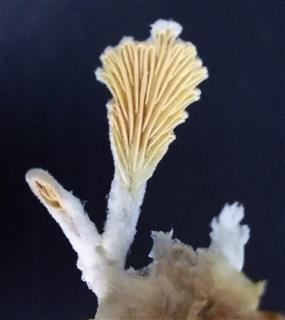 ２０００万年前の地層から復活した「スエヒロタケ」の仲間のキノコ（海洋研究開発機構提供）