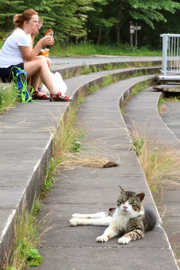 芦ノ湖湖畔で寝そべるネコ。「だれかワカサギ恵んでニャ」。後ろの白人女性はグリコのプッチンプリンを食べていた