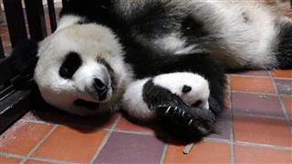 上野動物園のパンダ、シンシンと赤ちゃん＝７月２５日撮影（東京動物園協会提供）