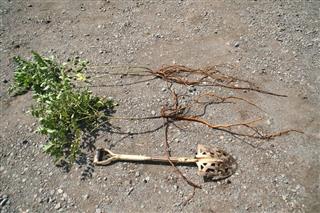 武田薬品工業が品種改良したカンゾウ（武田コンシューマーヘルスケア提供）