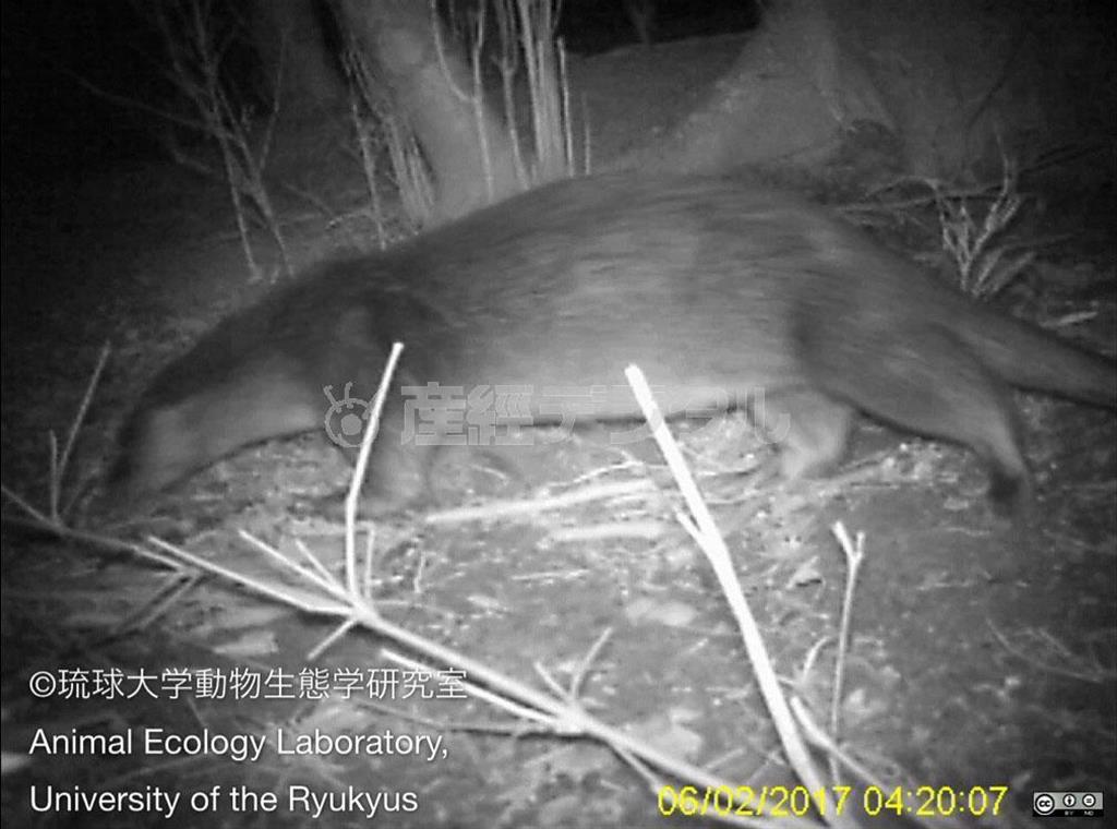 長崎県・対馬で２月に撮影されたカワウソ（琉球大動物生態学研究室提供）