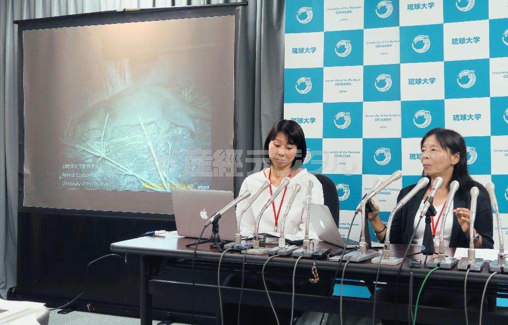 長崎県・対馬で撮影されたカワウソについて説明る琉球大の伊沢雅子教授（右）ら＝１７日午前、環境省