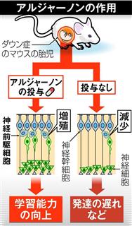 アルジャーノンの作用 アルジャーノンの作用