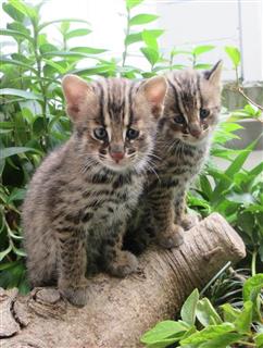 一般公開が始まったツシマヤマネコの子供（京都市動物園提供）