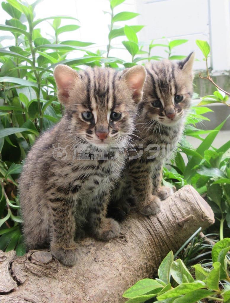 一般公開が始まったツシマヤマネコの子供（京都市動物園提供）