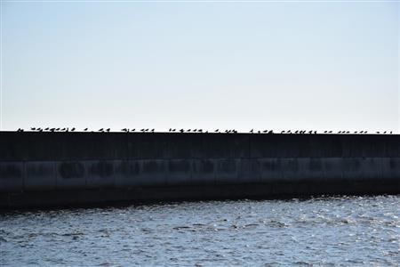 高みの見物…防波堤に一列に並ぶカモメの群れ（撮影・大竹信生）