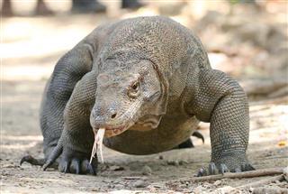 インドネシアのコモド島に生息するコモドドラゴン（共同）