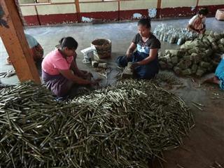 周辺の村々で巻かれ、納入されてきた葉巻の品質をチェックし、束ねて、パッキングする労働者たち。彼女たちの多くも周辺の村から働きに来ている=2017年8月、ミンジャン郡ミンジャン町(筆者撮影) 周辺の村々で巻かれ、納入されてきた葉巻の品質をチェックし、束ねて、パッキングする労働者たち。彼女たちの多くも周辺の村から働きに来ている=2017年8月、ミンジャン郡ミンジャン町(筆者撮影)